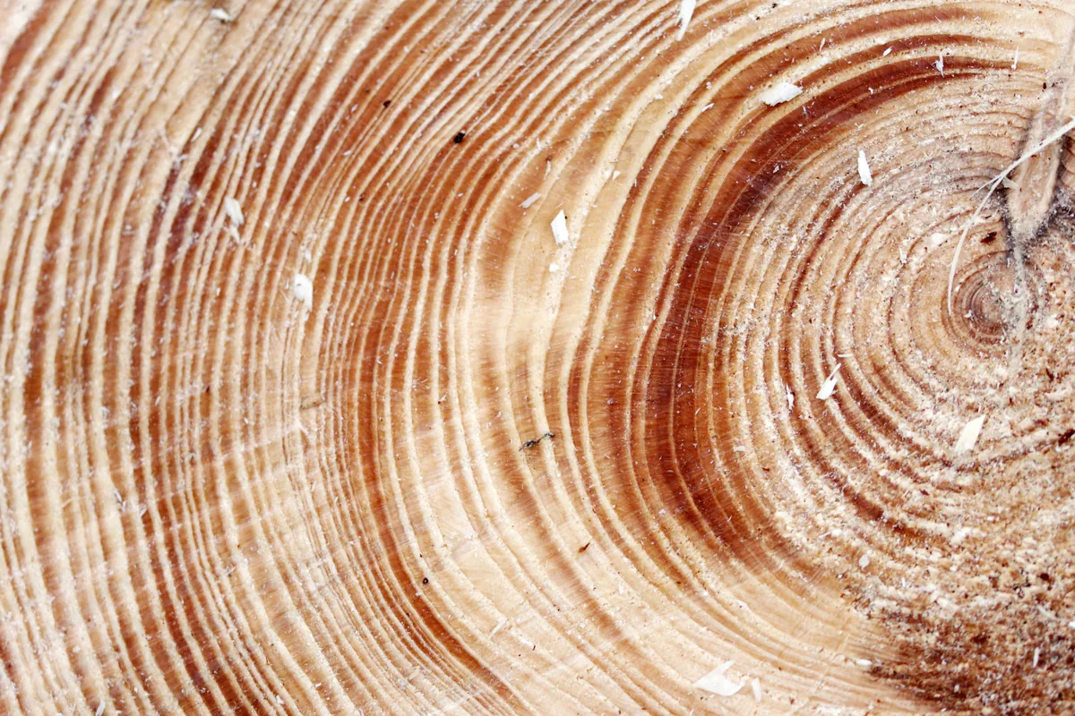 Cross-section of a cut tree trunk showing many concentric growth rings spreading out from the center.