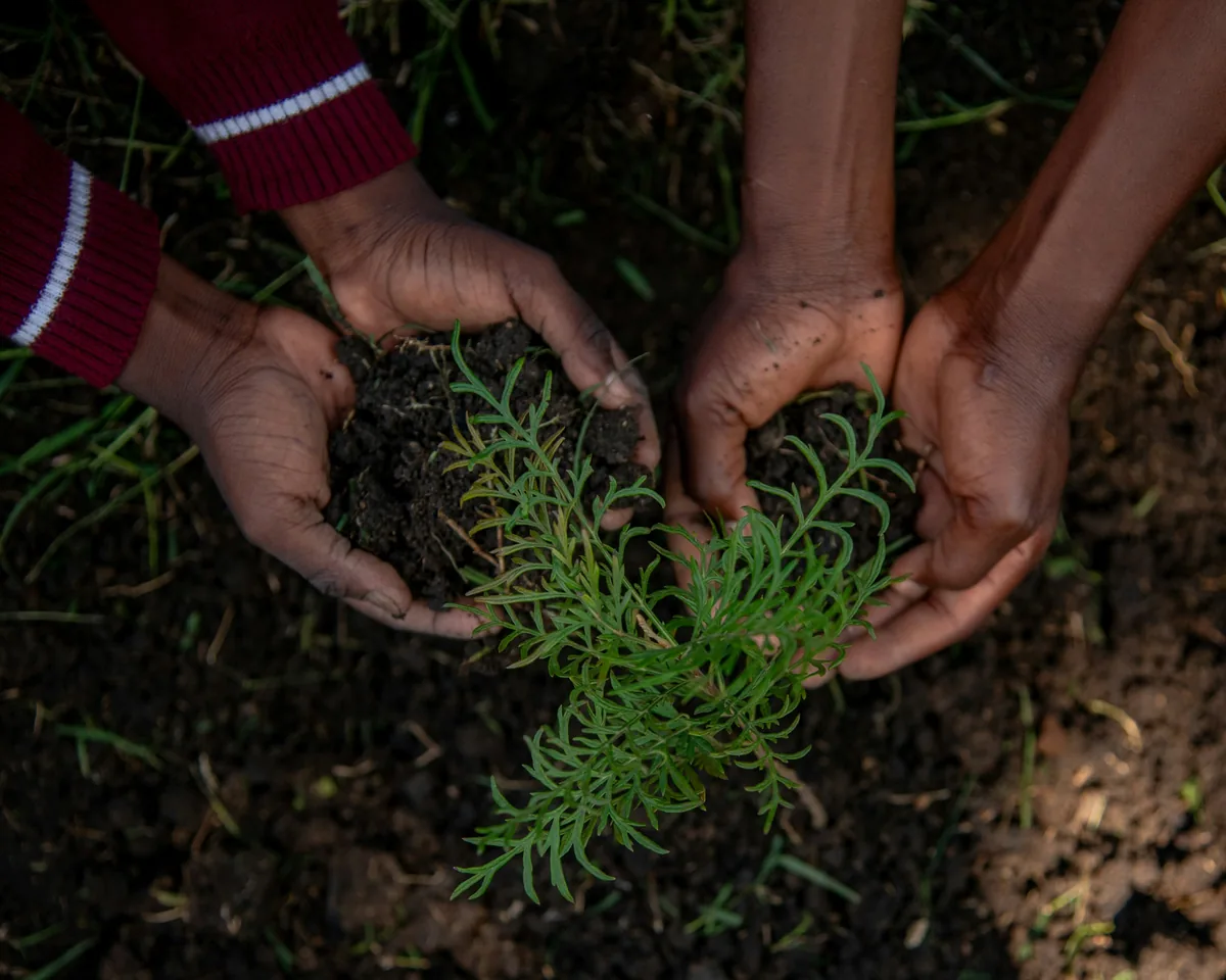 Two pairs of hands press soil around a small green seedling as they plant it together.